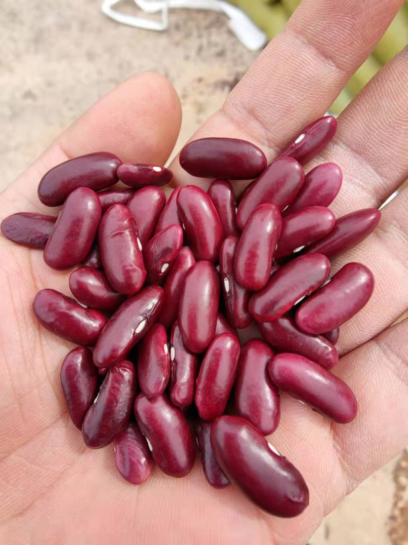 红豆  红腰豆，精选货，云南昆明发货，颗粒均匀饱满。